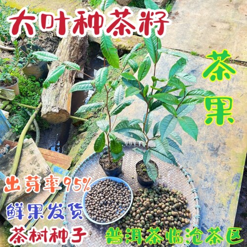 云南大叶种茶籽茶树苗茶果地苗
