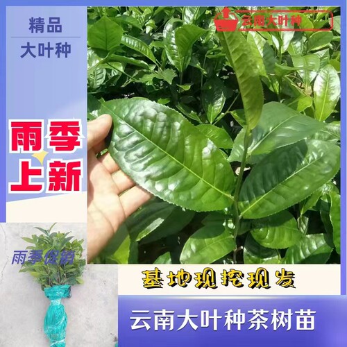 云南普洱大叶种茶树苗乔木茶树苗