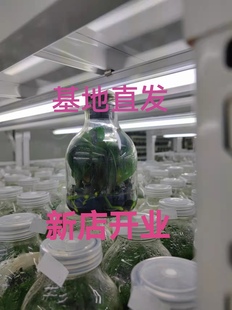 蝴蝶兰组培瓶苗一瓶11株源头工厂无性繁殖室内盆栽练手苗基地直发