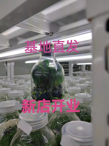 蝴蝶兰组培瓶苗一瓶11株源头工厂无性繁殖室内盆栽练手苗基地直发