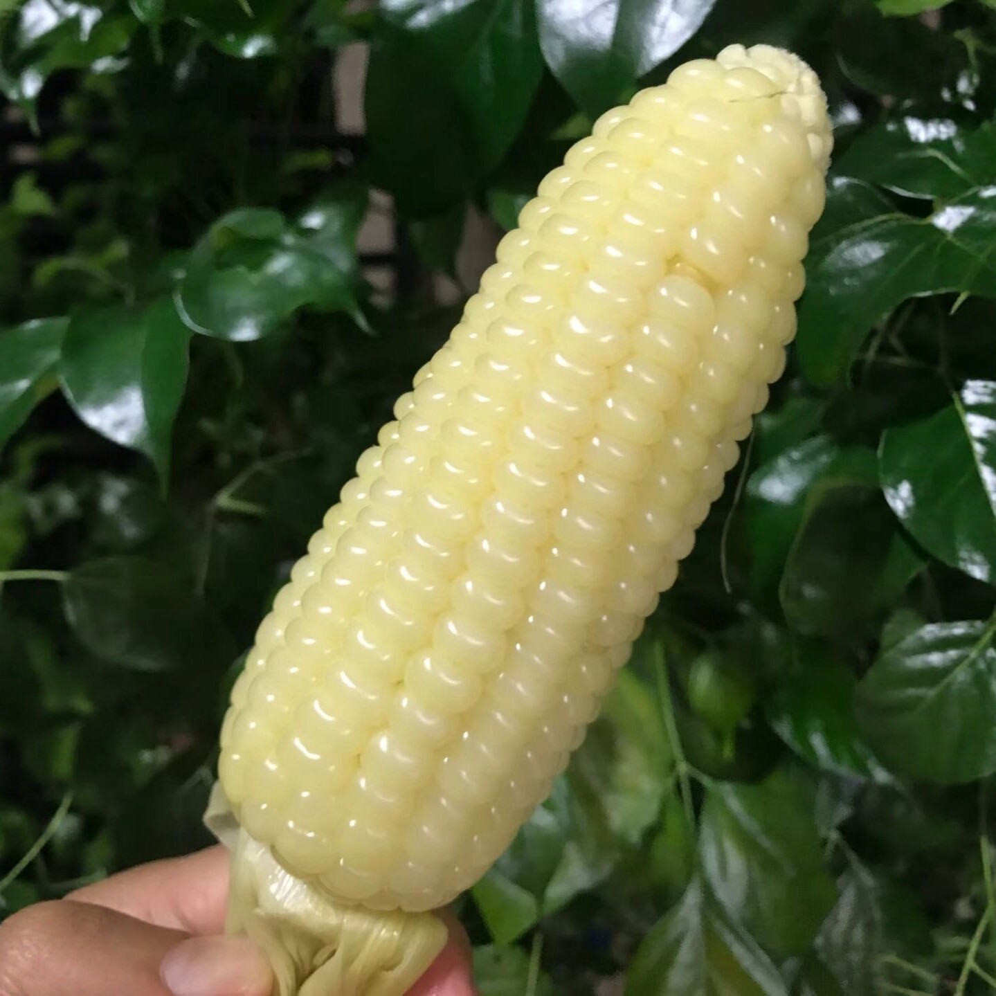 甜糯新鲜白玉米带皮包邮