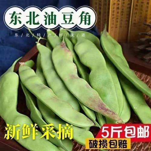 正宗东北油豆角新鲜现摘一点红油豆九月青纯油豆面豆开锅烂包邮顺