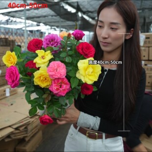 多彩玫瑰花盆栽好40-50cm高四季开花花卉绿植