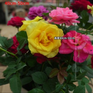 开花花卉绿植 50cm高四季 多色月季 花盆栽好40