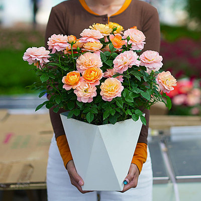 云南新款果汁阳台月季大花苗带花苞多季节重复开花盆栽