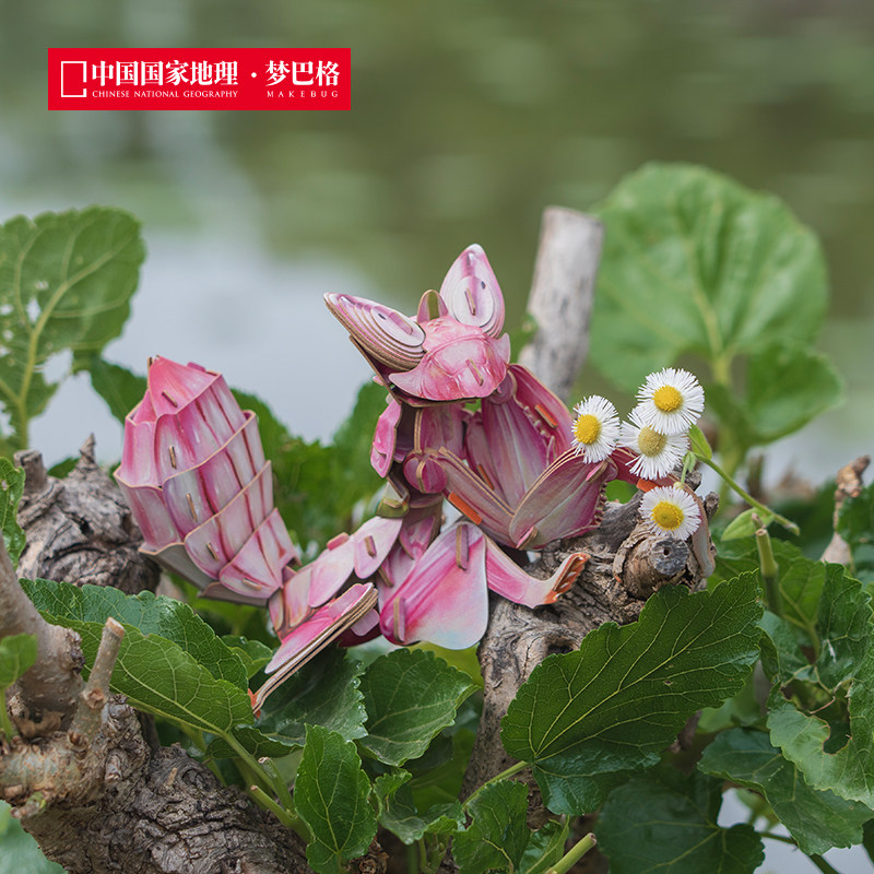 国家地理梦巴格3D立体拼图昆虫螳螂蝎子变色龙拼装模型生日礼物,玩具/童车/益智/积木/模型,拼图/拼板,淘宝优惠券,粉丝福利购,淘宝优惠卷