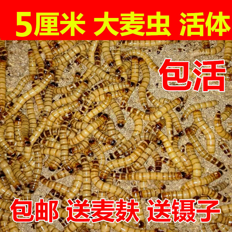 大麦虫活体超级面包虫龙鱼乌龟八哥画眉蜥蜴蜘蛛守宫宠物饲料包邮