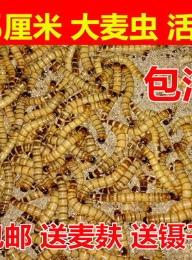 大麦虫活体超级面包虫乌龟八哥