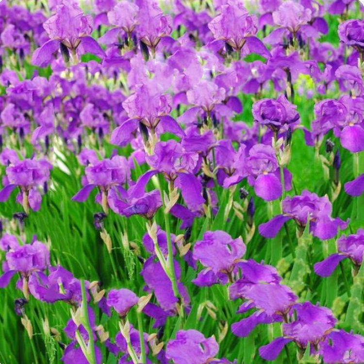 鸢花苗庭院花坛四季别墅植物盆地