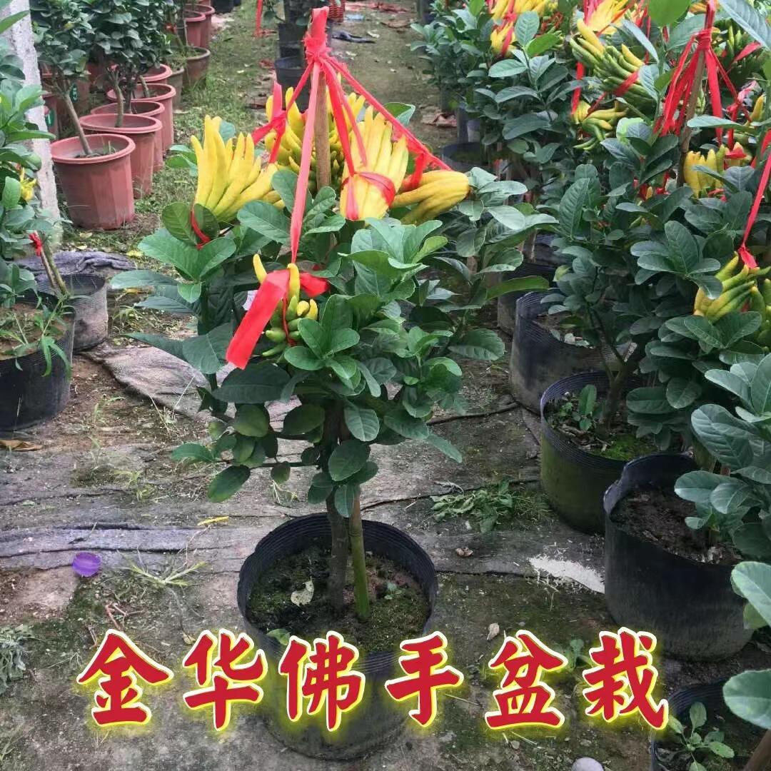 金华佛手盆栽带果/佛手树苗/佛手柑盆栽常绿花卉佛手苗带果可食用
