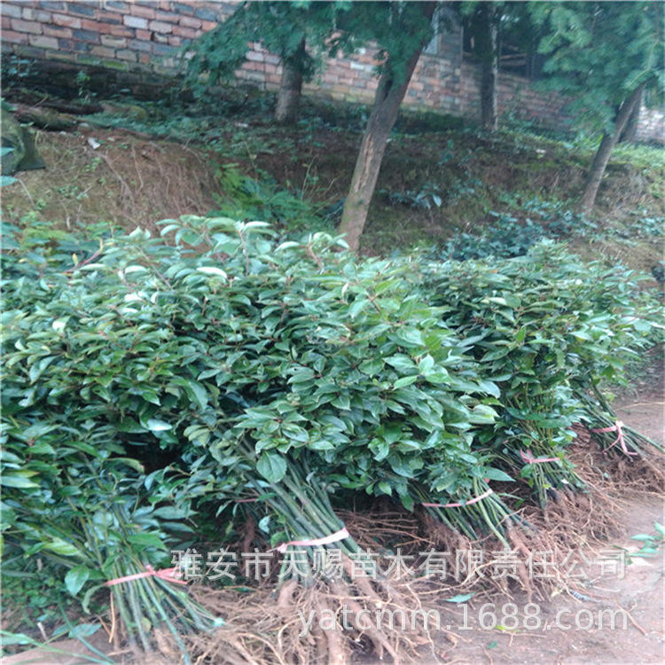 香樟树苗基地名贵树种樟木带土发货庭院绿化苗木乌樟杯苗