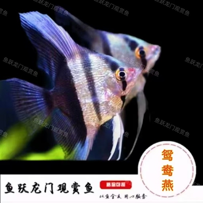 鸳鸯燕鱼七彩神仙鱼大型观赏鱼