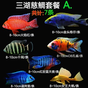 大尺寸非洲【三湖慈鲷套餐】马鲷鱼热带鱼搭配好的混养套餐合集