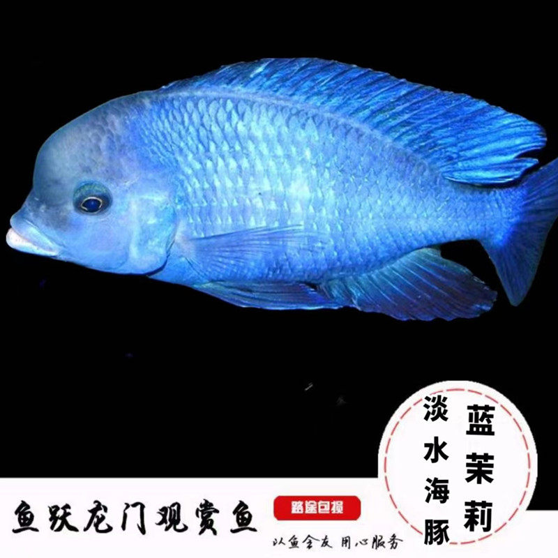 淡水海豚鱼蓝茉莉鱼三湖鲷鱼极具观赏价值易养蓝茉莉鱼