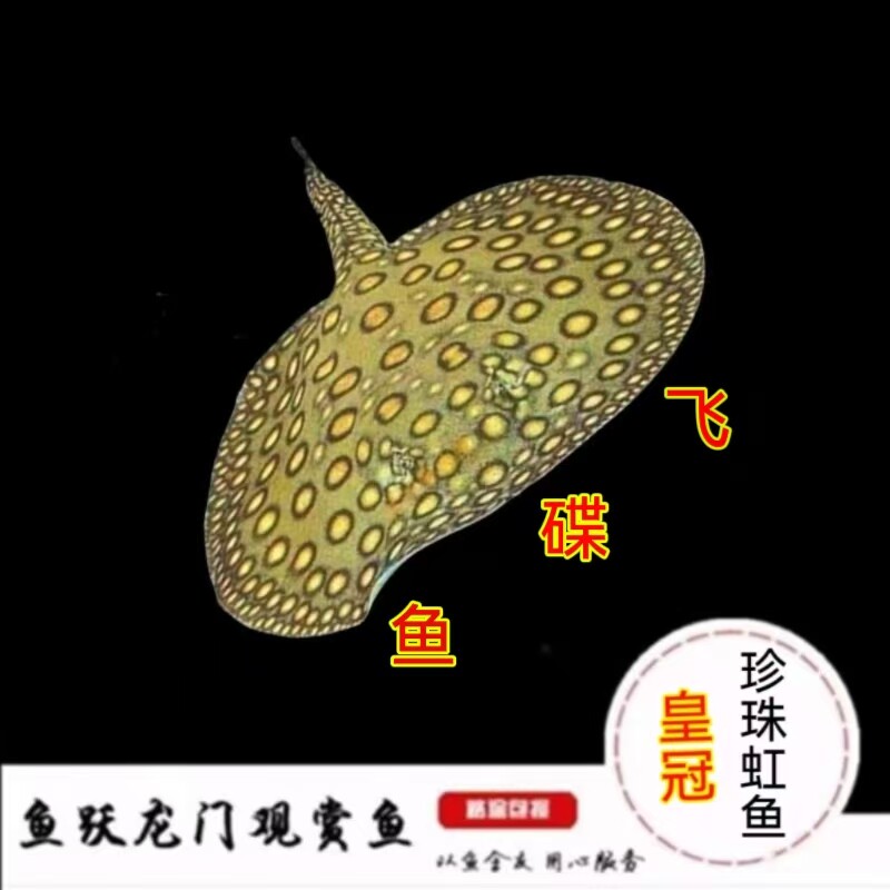 热带珍珠虹鱼观赏鱼珍珠魟鱼龙鱼混养鱼龙缸配鱼