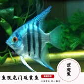神仙鱼燕鱼活体观赏鱼德系蓝魔鬼神仙鱼五栋线蓝魔鬼神仙鱼红魔鬼
