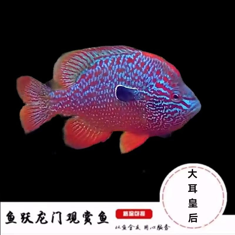 大耳皇后鱼嫦娥鱼观赏鱼