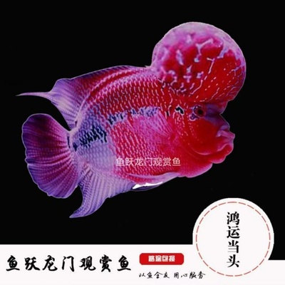泰国鸿运当头罗汉鱼龙缸配鱼
