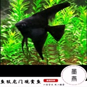 墨燕鱼观赏鱼中小型鱼混养热带鱼神仙燕鱼