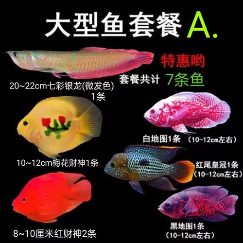 七彩银龙鱼财神鱼龙缸配鱼合集