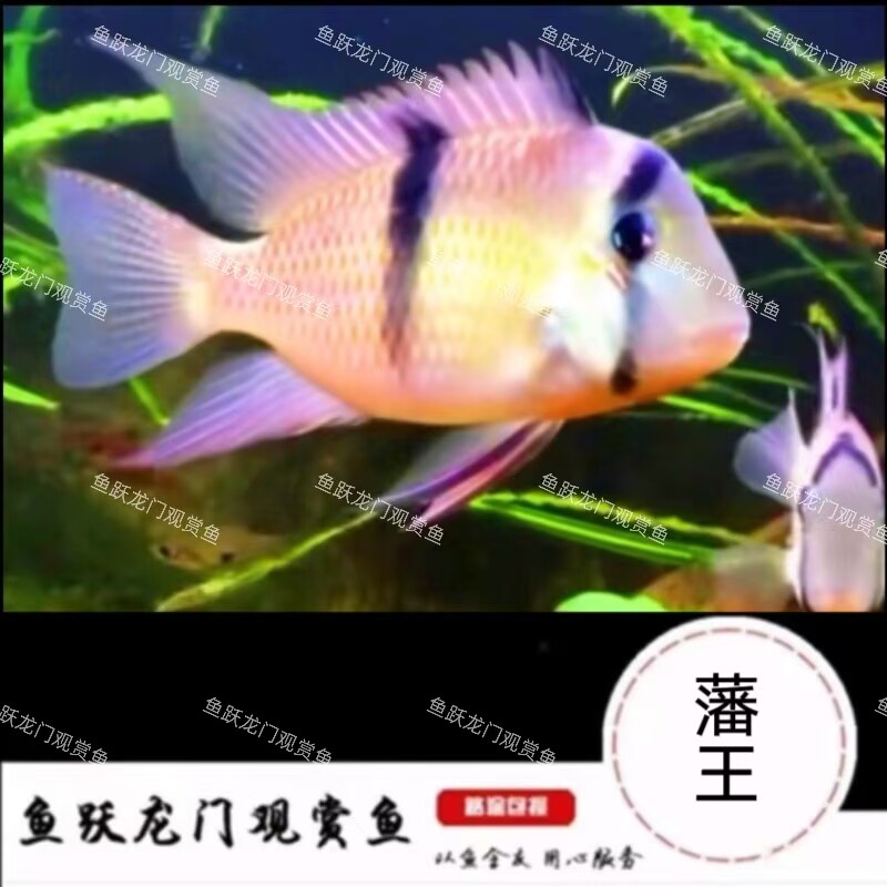 钻石藩王鱼南美食土鲷鱼中小型鱼配鱼 - 实物图