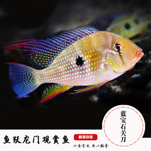 南美慈鲷 蓝宝石/红珍珠/红头立/孔雀翎关刀鱼 活体 蓝宝石关刀鱼
