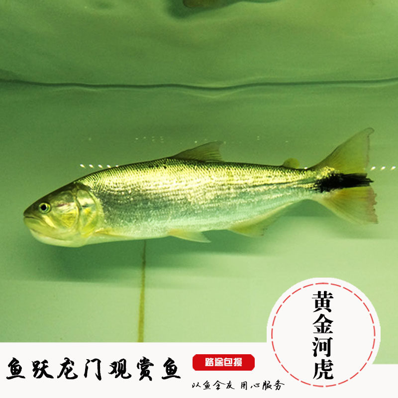 热带鱼观赏鱼活体黄金河虎鱼白金猛虎鱼龙鱼风水配鱼巨暴猛鱼