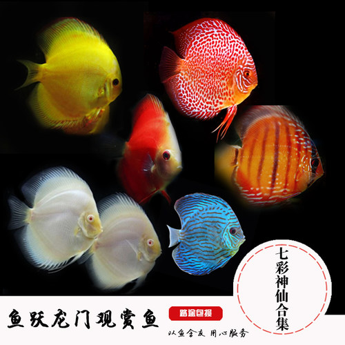 七彩神仙燕鱼合集野彩阿莲卡套餐