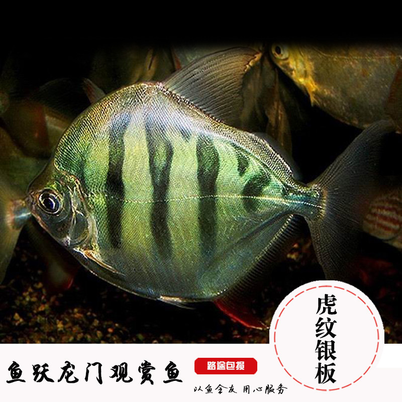 热带观赏鱼银板鱼虎纹银板黑桃a龙鱼配鱼豹点银板翡翠银板活体鱼