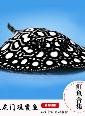 皇冠黑白虹鱼高档配鱼龙缸配鱼