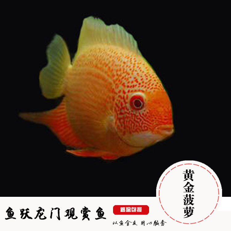 中大型淡水宠物活体鱼热带鱼黄菠萝喷点黄菠萝鱼青菠萝金菠萝鱼