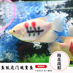 大型热带观赏鱼梅花战船红蓝格子战船红眼白战船招财发财鱼活体鱼