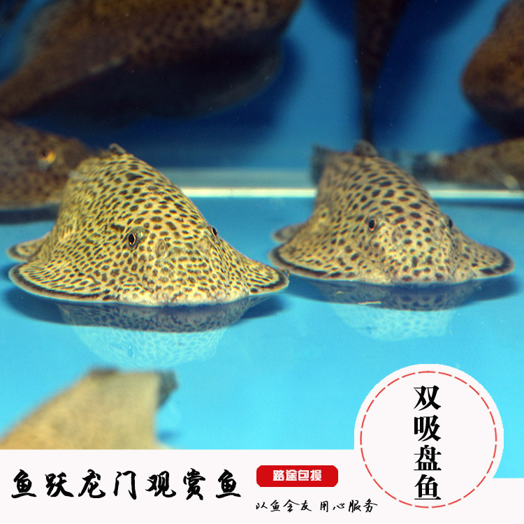 双吸盘鳅琵琶清道夫华吸鳅小提琴鱼爬岩鳅除藻鱼热带观赏鱼活体鱼