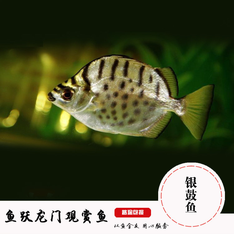 热带鱼观赏鱼 银鼓鱼银谷鱼金谷鱼观赏热带鱼豹点鱼招财鱼活体
