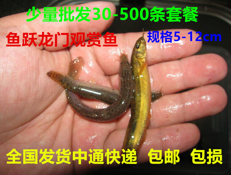 新鲜泥鳅活体祈福小泥鳅苗 虎鱼龟龙鱼虹鱼活体饲料包邮