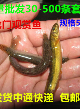 新鲜泥鳅活体祈福小泥鳅苗饲料