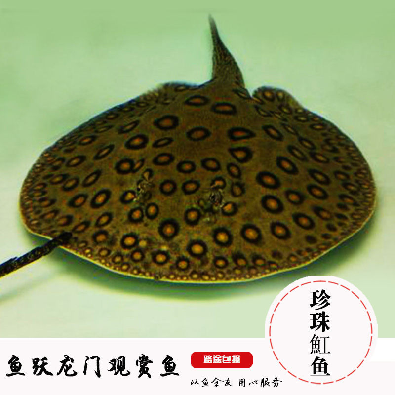 珍珠虹鱼米克斯虹鱼皇冠黑白虹鱼缸鱼活体 搭配龙鱼魔鬼鱼