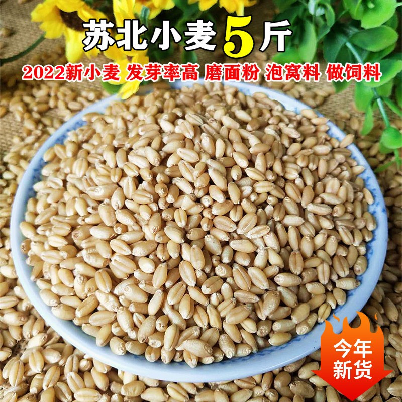 干小麦粒猫草小麦草种子榨汁小麦钓鱼饵鸡鸭鹅鸟饲料新小麦粒包邮,粮油调味/速食/干货/烘焙,特色米/面粉/杂粮,淘宝优惠券,粉丝福利购,淘宝优惠卷