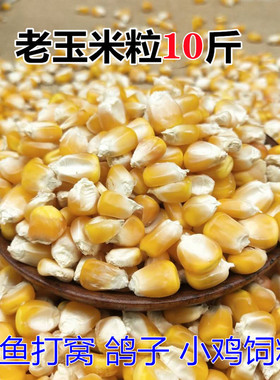 农家干玉米粒鸽子鸡鸭鹅仓鼠宠物饲料钓鱼打窝玉米粒5000g包邮
