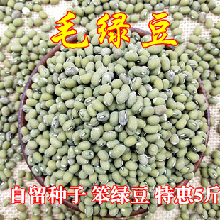 包邮 绿豆杂粮毛绿豆苏北农家自种老品种笨绿豆绿豆汤材料散装 5斤
