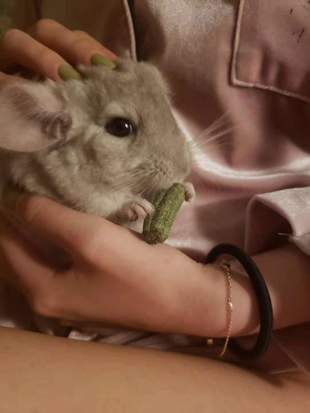 星姐天然提莫西草磨牙宠物兔子