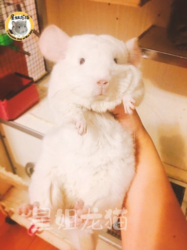 星姐龙猫直播纯种另类幼崽