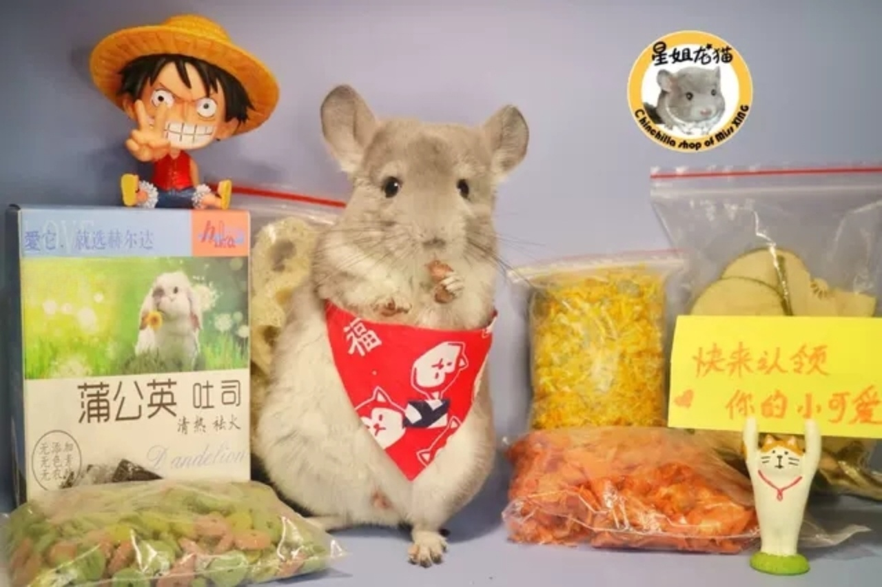 星姐龙猫豚鼠兔子多款零食几十种天然零食选择50g100g,宠物/宠物食品及用品,鼠粮,淘宝优惠券,粉丝福利购,淘宝优惠卷