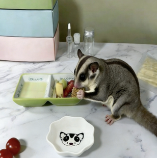 蜜袋鼯食盆仓鼠食盆金丝熊食盆糖果色双格喂食碗洗陶瓷蜜袋鼯图案