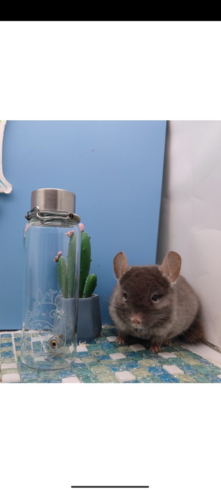 星姐龙猫高端龙猫兔子玻璃撞针铜嘴细针水壶水瓶饮水器防啃防咬