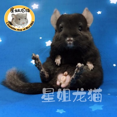 星姐浅黑送礼包活物宝宝龙猫