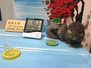 星姐龙猫狐獴温度计宠物电子温度测量器室内环境湿度计液晶显示