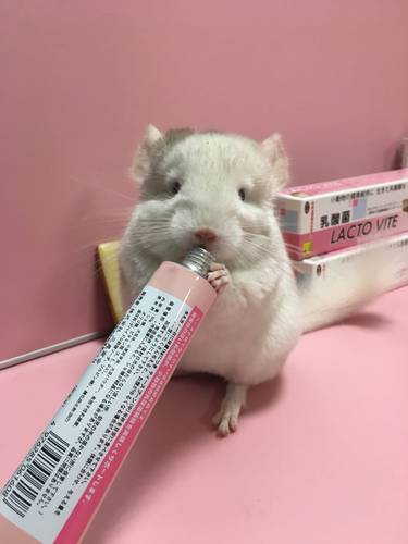 星姐龙猫兔日本SANKO品高乳酸菌膏 小动物营养膏调节肠胃问题