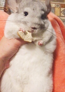 星姐龙猫天然青釉干柚子皮尿黄败火去眼屎消化排毛小宠零食50克