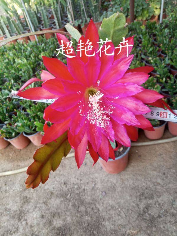 Masada貨號076號，超大花品種在類目 鮮花速遞/花卉仿真/綠植園藝, 花卉/綠植盆栽（新）, 花卉中 - 來自Buy2taobao.com提供專業的淘寶代購服務